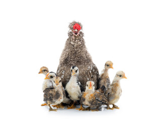Singing rooster with little chickens isolated on a white background.