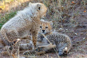 Young Cheetah cubs on the savannah