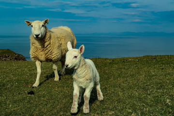 A flock of Scottish Blackface sheep, Ewes on a single track road at west coast of the Isle of Skye. Scotland UK. Typical Scottish Island scene. Horizontal, Landscape