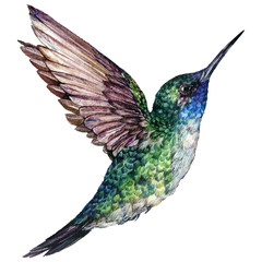 Watercolor Realistic Illustration of Flying Hummingbird © Inna Sinano