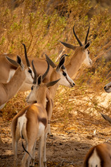 A Trek of Springbok