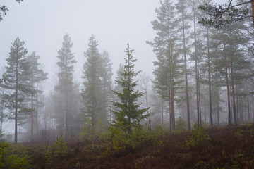 Misty forest