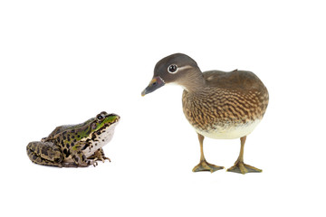 frog and female mandarin duck isolated on white background.