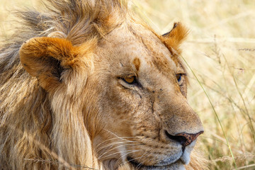 Portrait of a male lion on the savanna