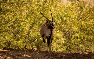 Gemsbok
