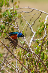Beautiful Superb starling on a tree branch