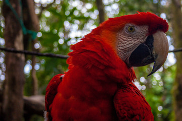 General close-up of a red macaw standing on a wood with a blurred background