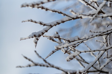 snow covered branches