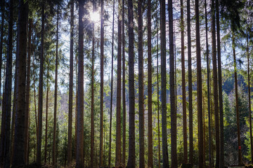 The light in the forest