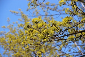 Spring flowering trees