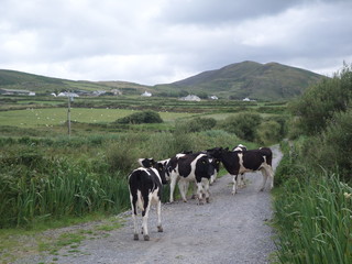 Fototapeta premium cows on pasture with hills
