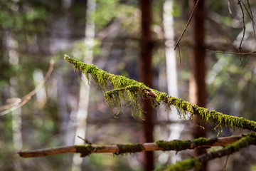moss on branch