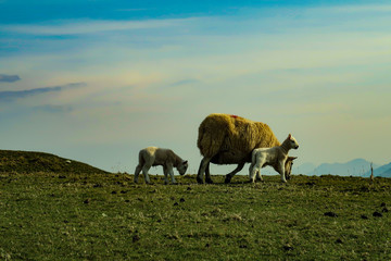 Obraz premium A flock of Scottish Blackface sheep, Ewes on a single track road at west coast of the Isle of Skye. Scotland UK. Typical Scottish Island scene. Horizontal, Landscape