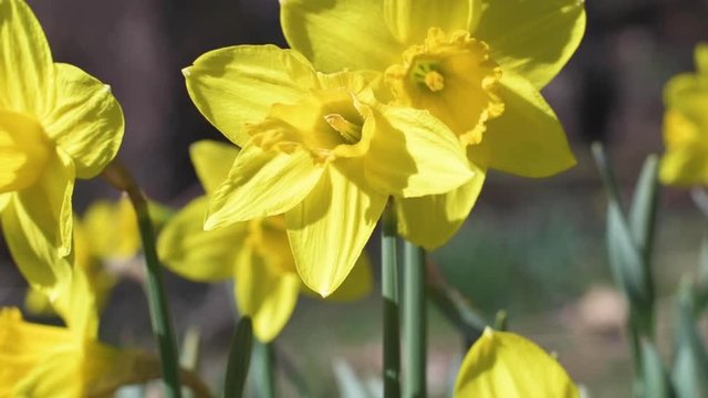 Beautiful spring yellow daffodils in slow motion