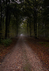 way throw the forrest