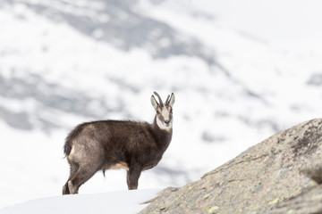 Beautiful portrait of Chamois with broken horn (Rupicapra rupicapra)