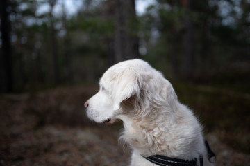 golden retriever dog pet