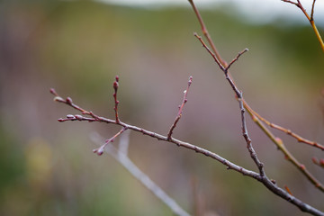 plant branch macro forest closeup