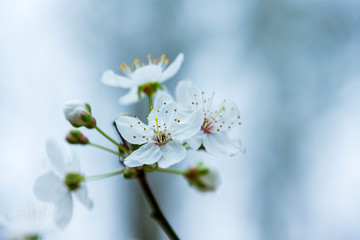 Macro photography flower