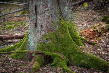 Fototapeta premium tree trunk forest