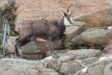 Chamois on the rock in winter season (Rupicapra rupicapra)