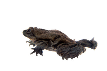 Titicaca water frog isolated on white background