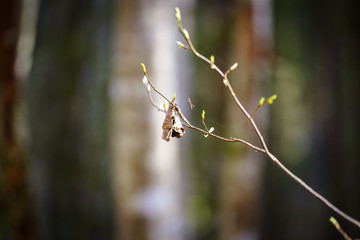 new growth spring forest branch