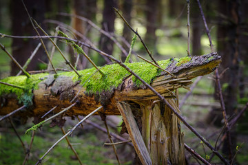 moss on dead tree