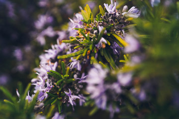 purple flowers2