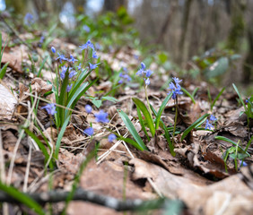 Blue snowdrops in the spring forest