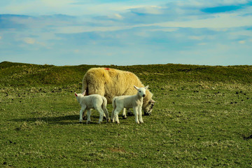 A flock of Scottish Blackface sheep, Ewes on a single track road at west coast of the Isle of Skye. Scotland UK. Typical Scottish Island scene. Horizontal, Landscape