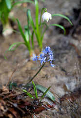 Blue snowdrops in the spring forest