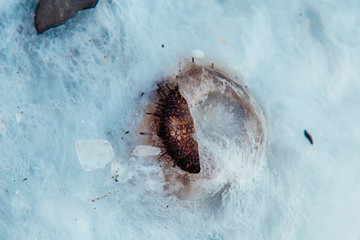 frozen sea urchin lies in ice on the sea shore, Russian island