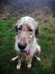 dog in park