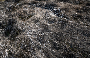 Burned grass in springtime. Ashes of the burnt grass
