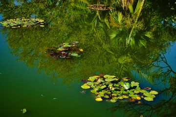 A little pond with plants and reflections from trees on a sunny day