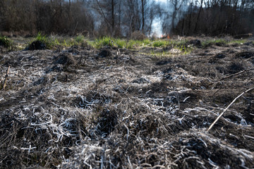 Burned grass in springtime. Ashes of the burnt grass