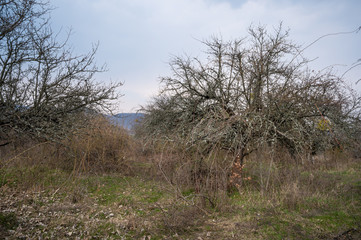 Dying apple orchard