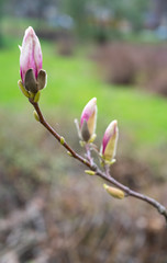 Pink flowers of Magnolia sulange