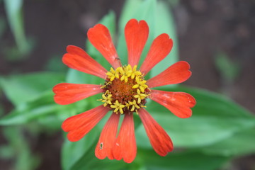 red flower
