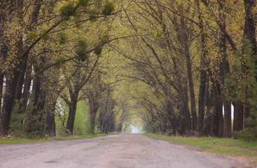 Roads that form natural tunnels. Trees hang over the road and form a picturesque tunnel.