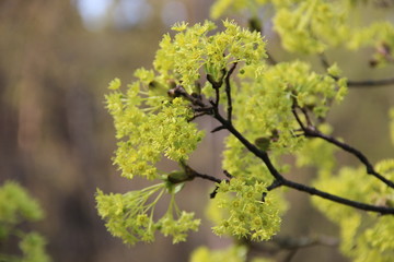 Spring flowering trees