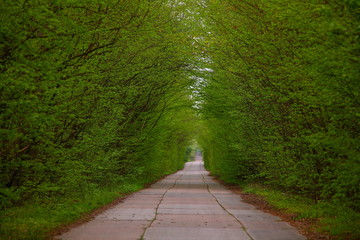 Roads that form natural tunnels. Trees hang over the road and form a picturesque tunnel.