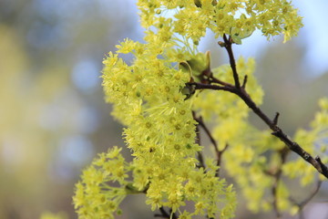 Spring flowering trees