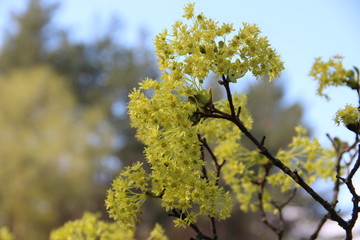 Spring flowering trees
