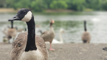 goose in the park