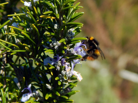 Macro close-up photograph of a sprig of Rosemary bush (Salvia rosmarinus) in Spring, visited by a Bumble Bee (genus Bombus), with shallow depth of field and focus on the Rosemary plant