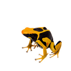 Regina Dyeing Poison dart frogling, Dendrobates tinctorius, on white