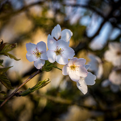 Cherry Blossom