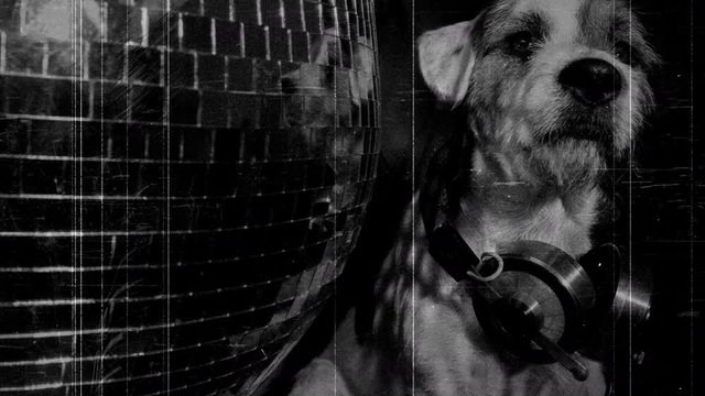 Jack russell dog with headphones by glitter ball in nightclub.